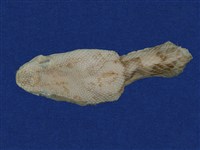 藏品(龜殼花)的圖片